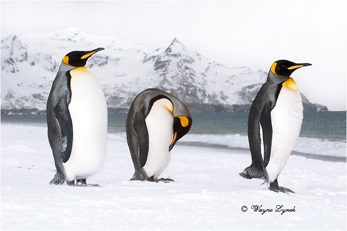 King Penguins 124  by Dr. Wayne Lynch ©